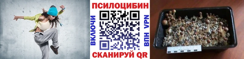 Псилоцибиновые грибы Psilocybe  Кемерово 